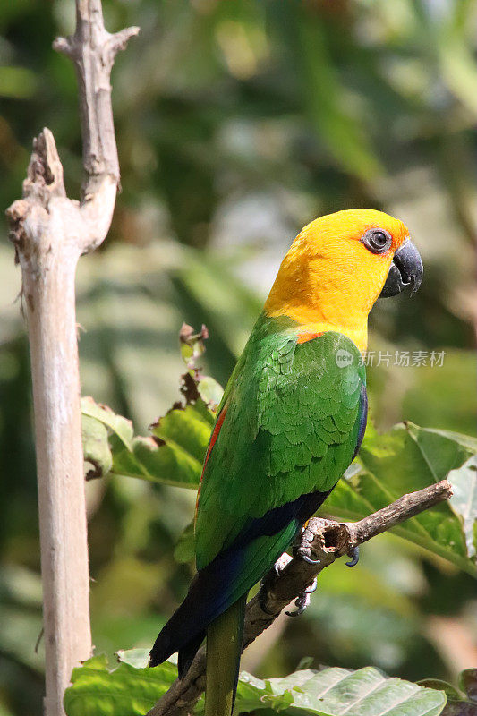 太阳conure (Aratinga solstitialis)的特写图像，鹦鹉栖息在阳光下的树枝上，重点在前景